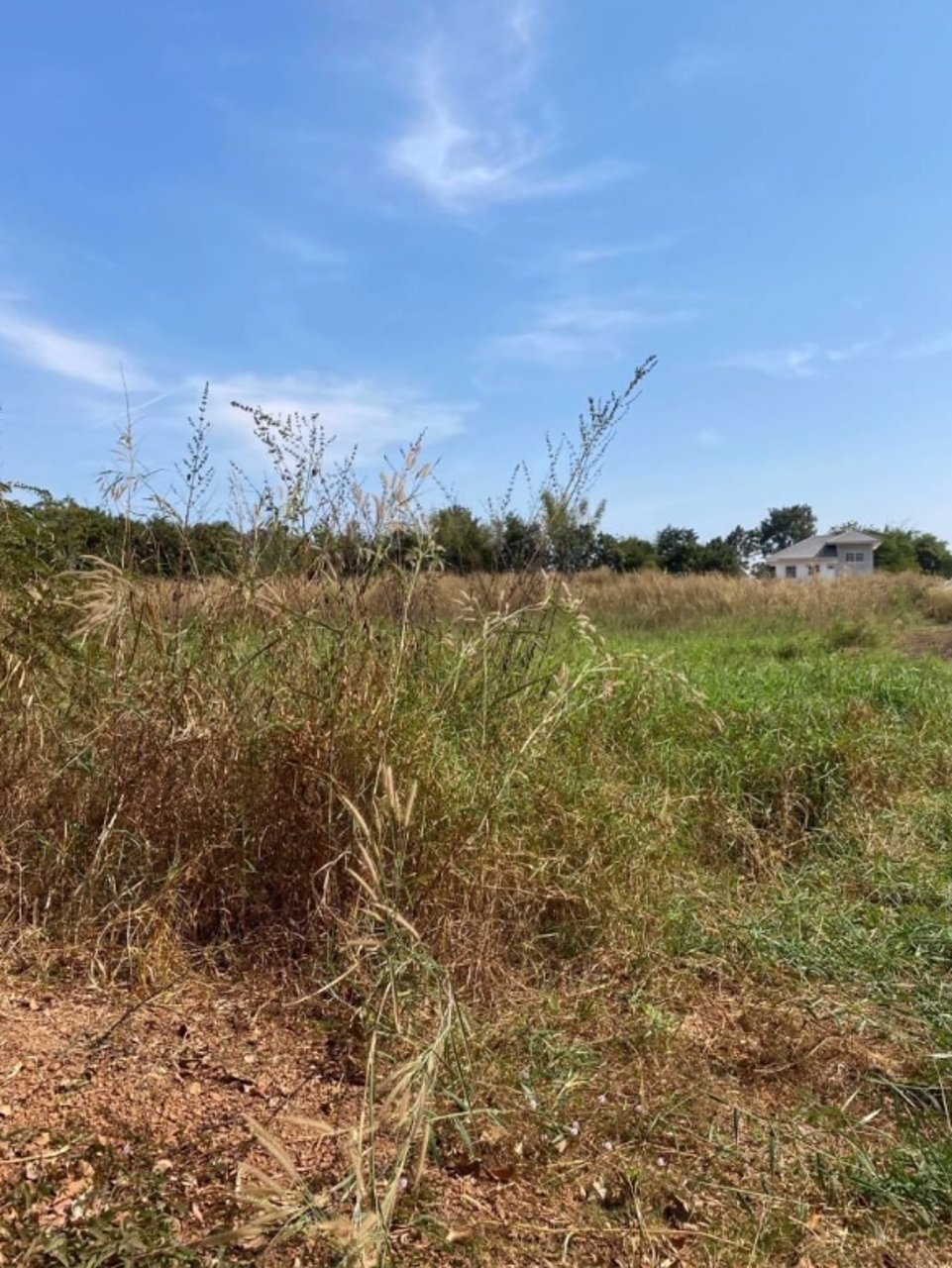 ขายที่ดินข้างบ้าน-2ชั้น-2ไร่-3งาน-16ตรว