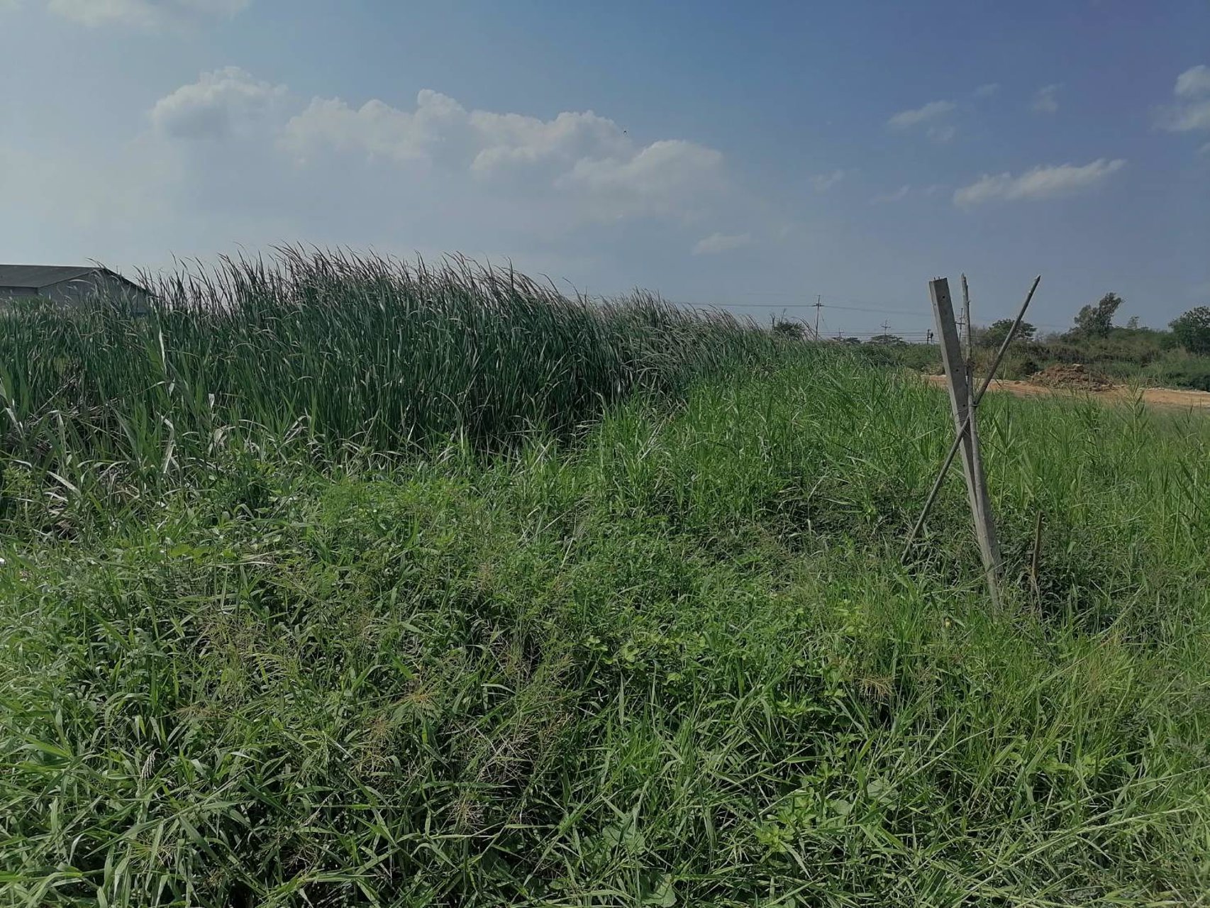 ขาย-เช่า-ที่ดิน-นครปฐม-ราคาต่อรองได้-เจ้าของขายเอง