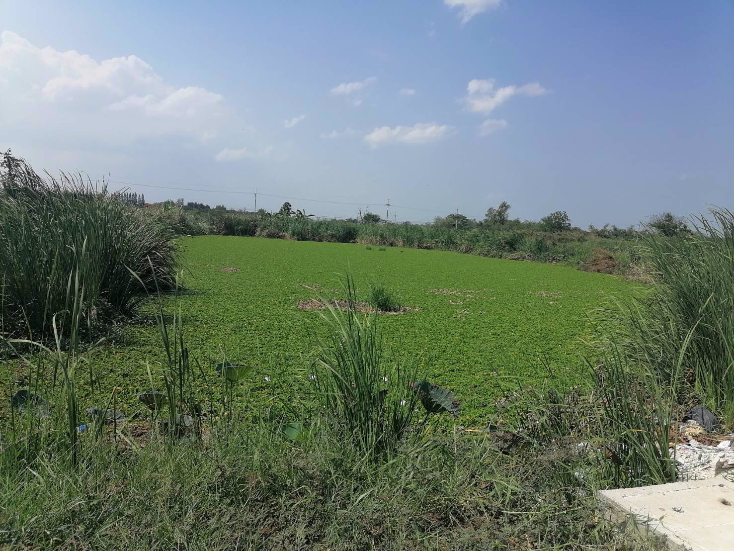 ขาย-เช่า-ที่ดิน-นครปฐม-ราคาต่อรองได้-เจ้าของขายเอง