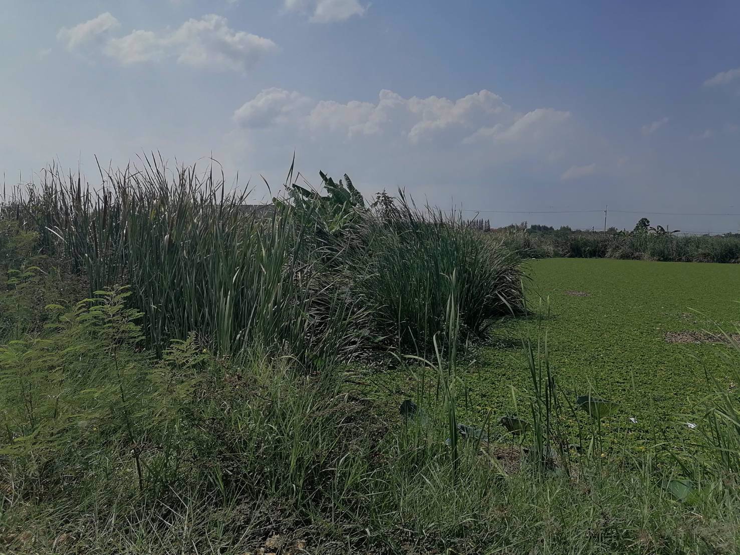 ขาย-เช่า-ที่ดิน-นครปฐม-ราคาต่อรองได้-เจ้าของขายเอง