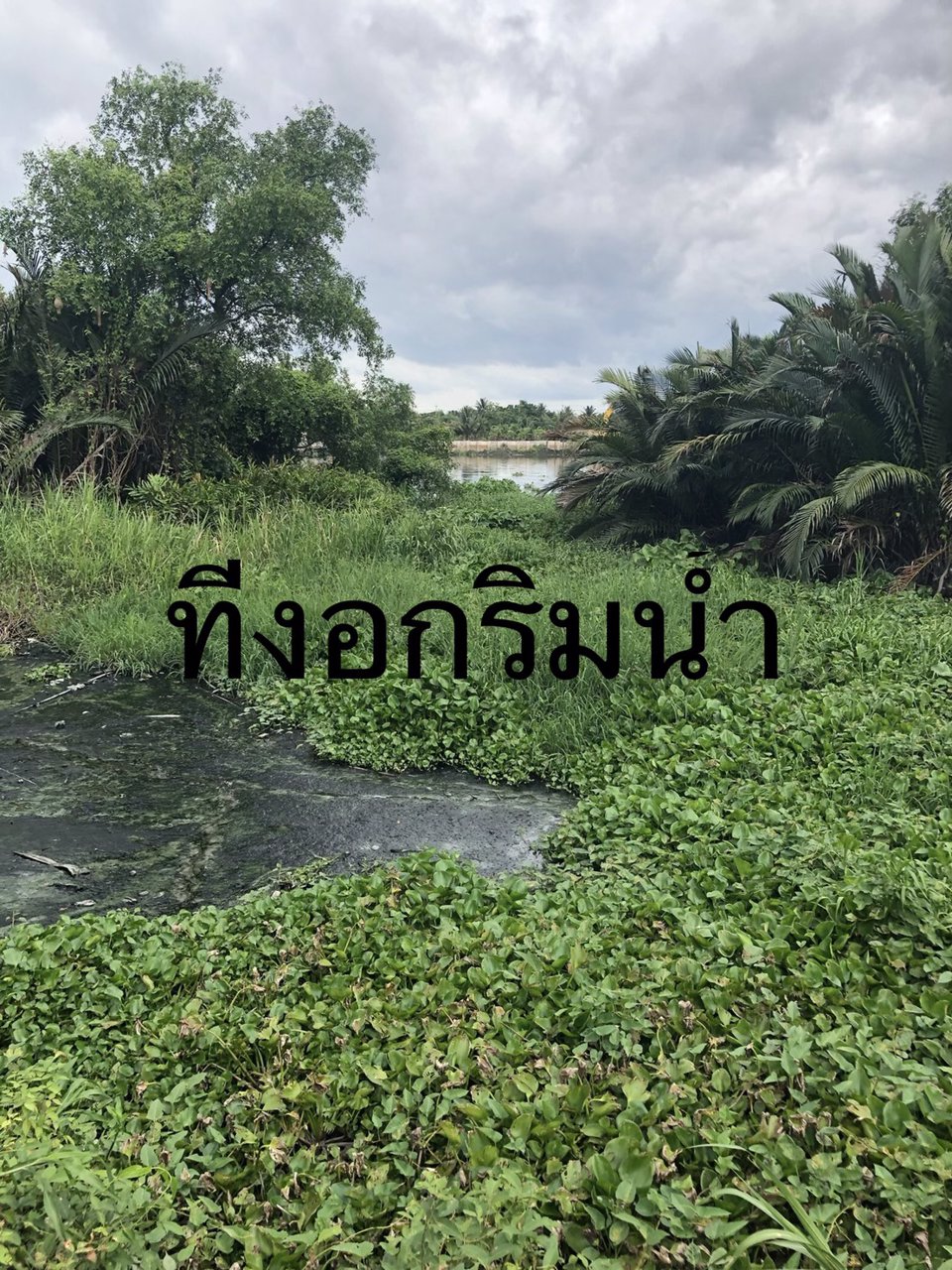 ขาย-ที่ดิน-ติดแม่น้ำท่าจีน-ฝั่งแหลมดินงอก-กระทุ่มแบน-สมุทรสาคร-เจ้าของขายเอง-