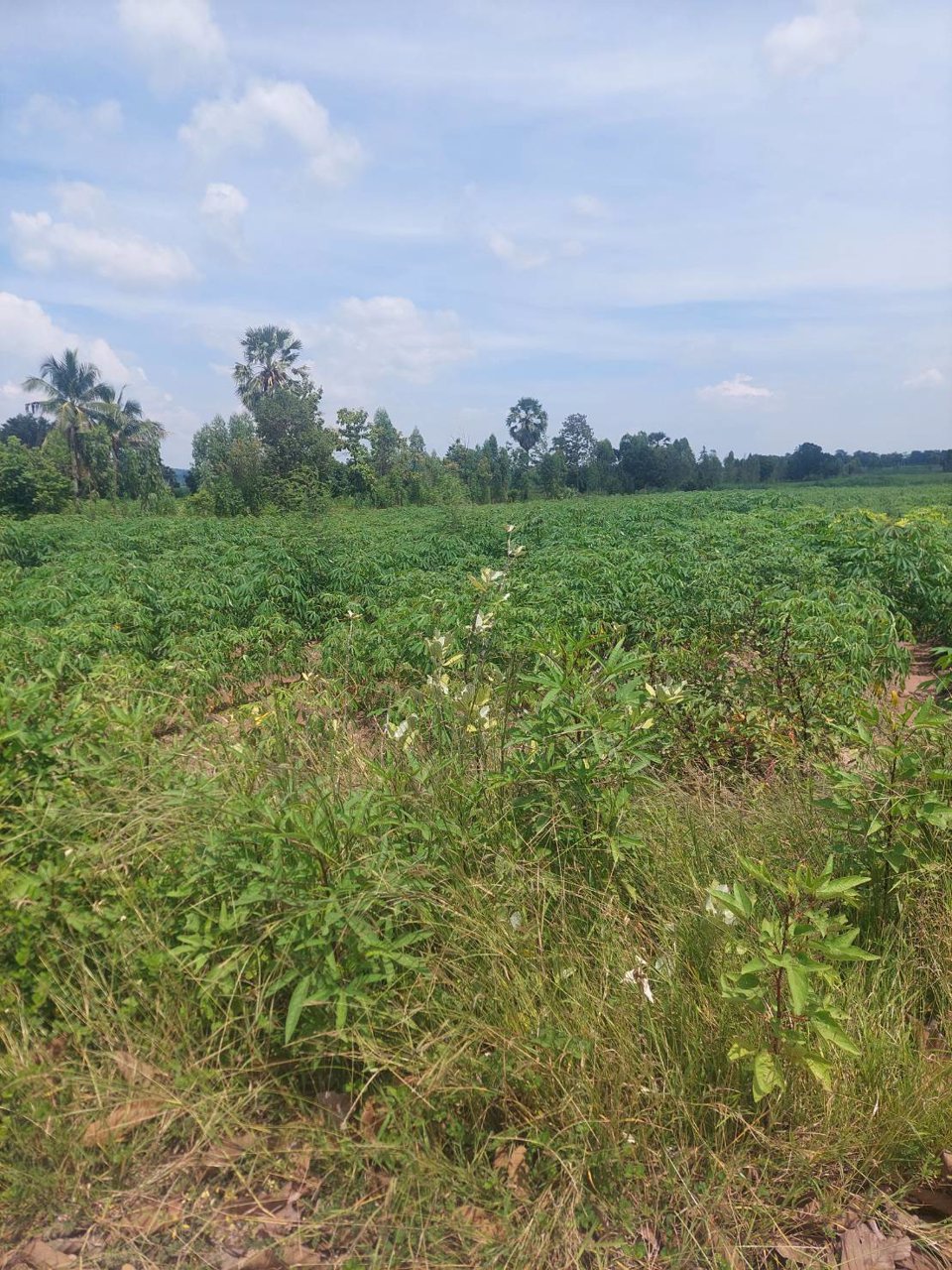 ขายที่ดิน-หน้าติดลาดยาง-หน้ากว้าง-ราคาประเมินดี-มีบ่อพักน้ำ