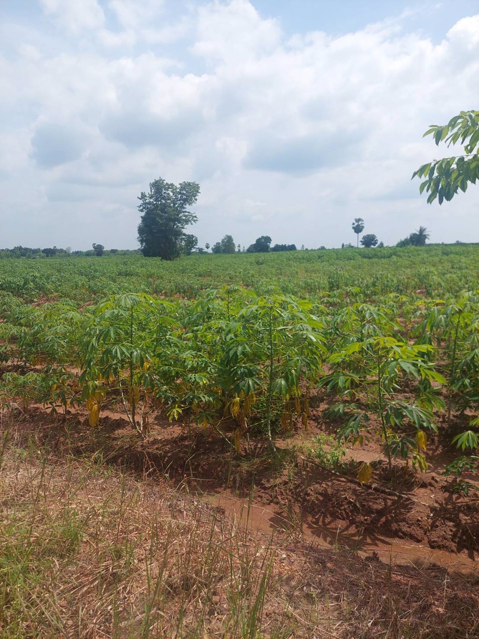 ขายที่ดิน-หน้าติดลาดยาง-หน้ากว้าง-ราคาประเมินดี-มีบ่อพักน้ำ