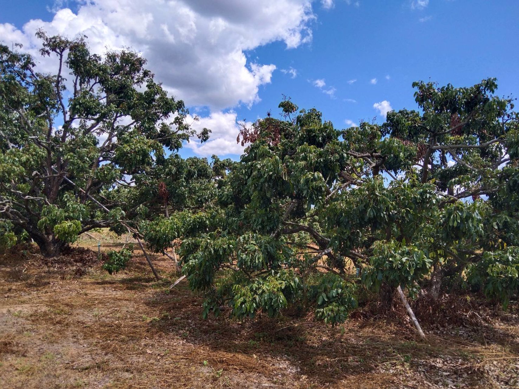 ขายที่สวนลำไย-4ไร่-ทางเข้าออกสะดวกสบาย-ติดถนนลาดยาง