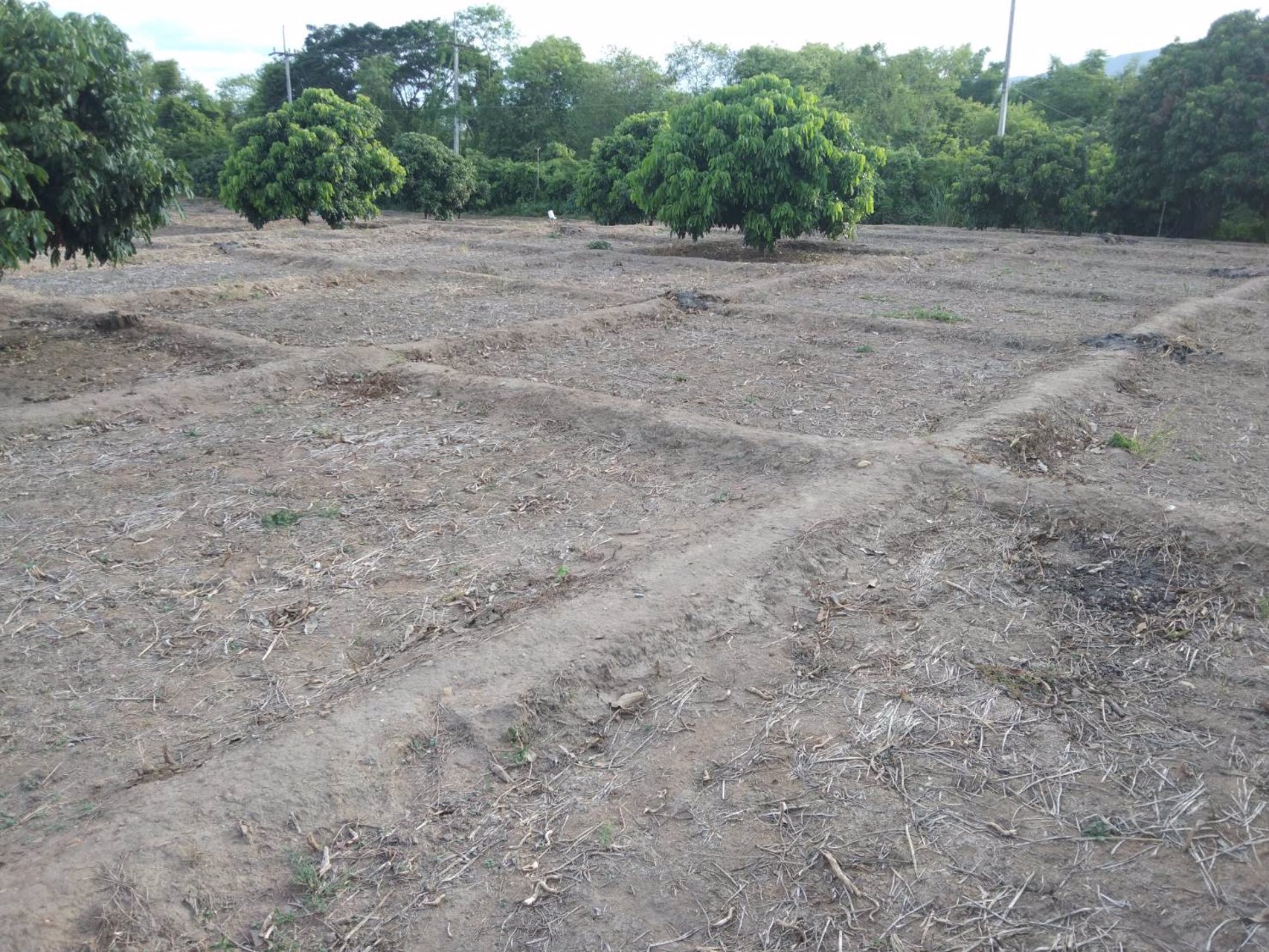 ขายที่ดิน-แปลงสวย-125-ไร่-ไฟฟ้าพร้อมใช้งาน-เหมาะกับการเกษตรและทำบ้านจัดสรร