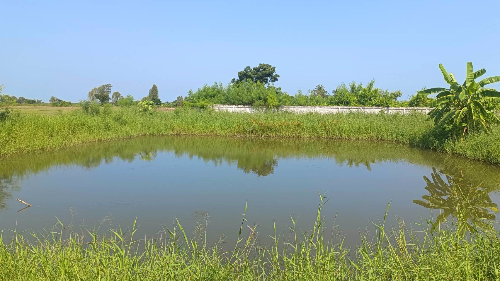 ขายที่ดิน-ถมเเล้ว-ราคาถูกๆ-หน้าติดสาธารณะ-ด้านข้างติดลำคลองคูน้ำ