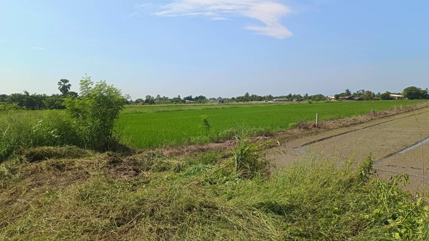 ขายที่ดิน-ถมเเล้ว-ราคาถูกๆ-หน้าติดสาธารณะ-ด้านข้างติดลำคลองคูน้ำ