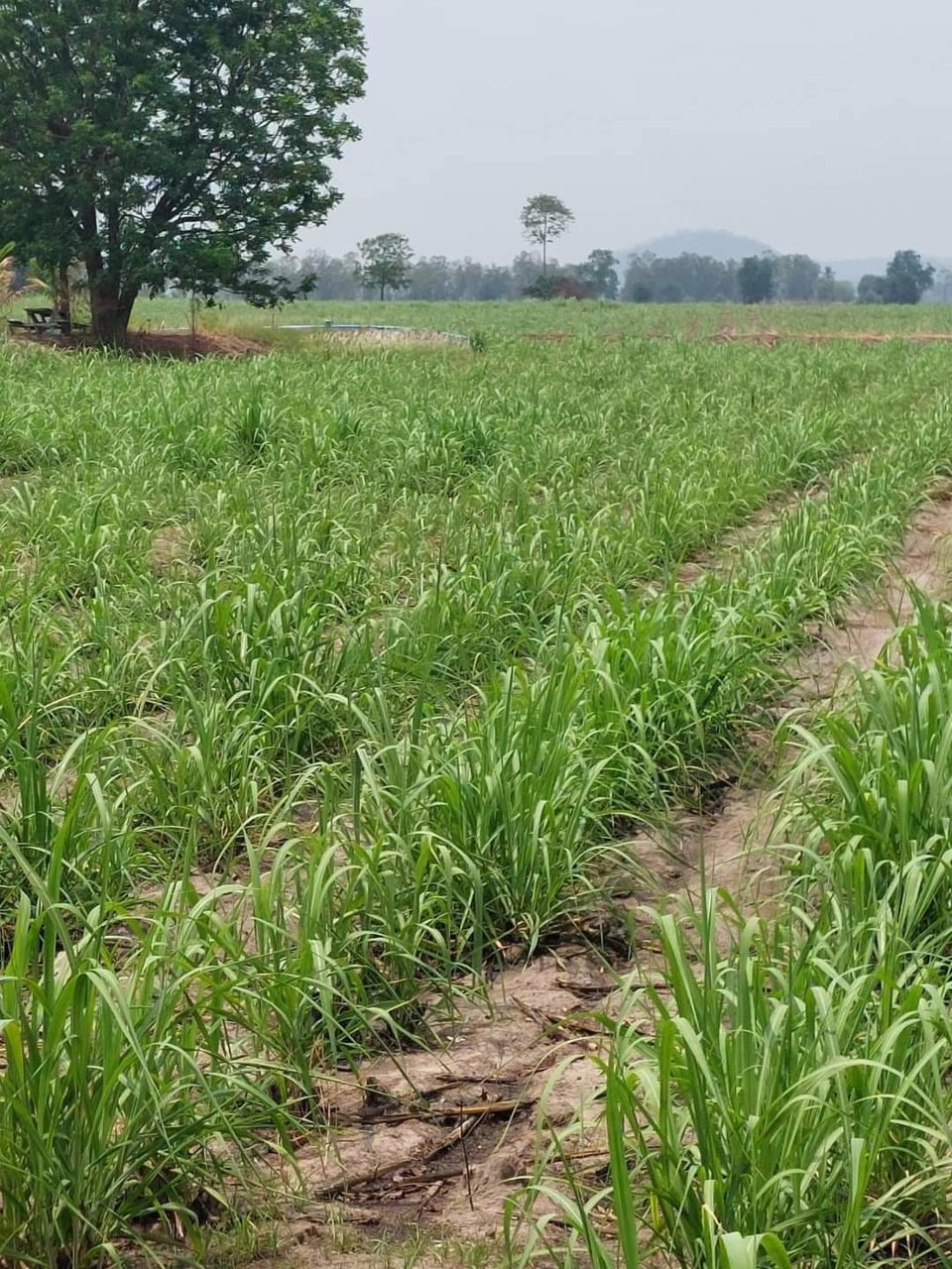 ขายที่ดิน-ราคาถูกๆ-หน้าติดสาธารณะ2ฝั่ง-ที่สวยดินดี-มีบ่อพัก