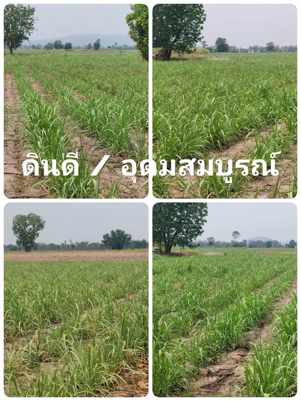 ขายที่ดิน-ราคาถูกๆ-หน้าติดสาธารณะ2ฝั่ง-ที่สวยดินดี-มีบ่อพัก