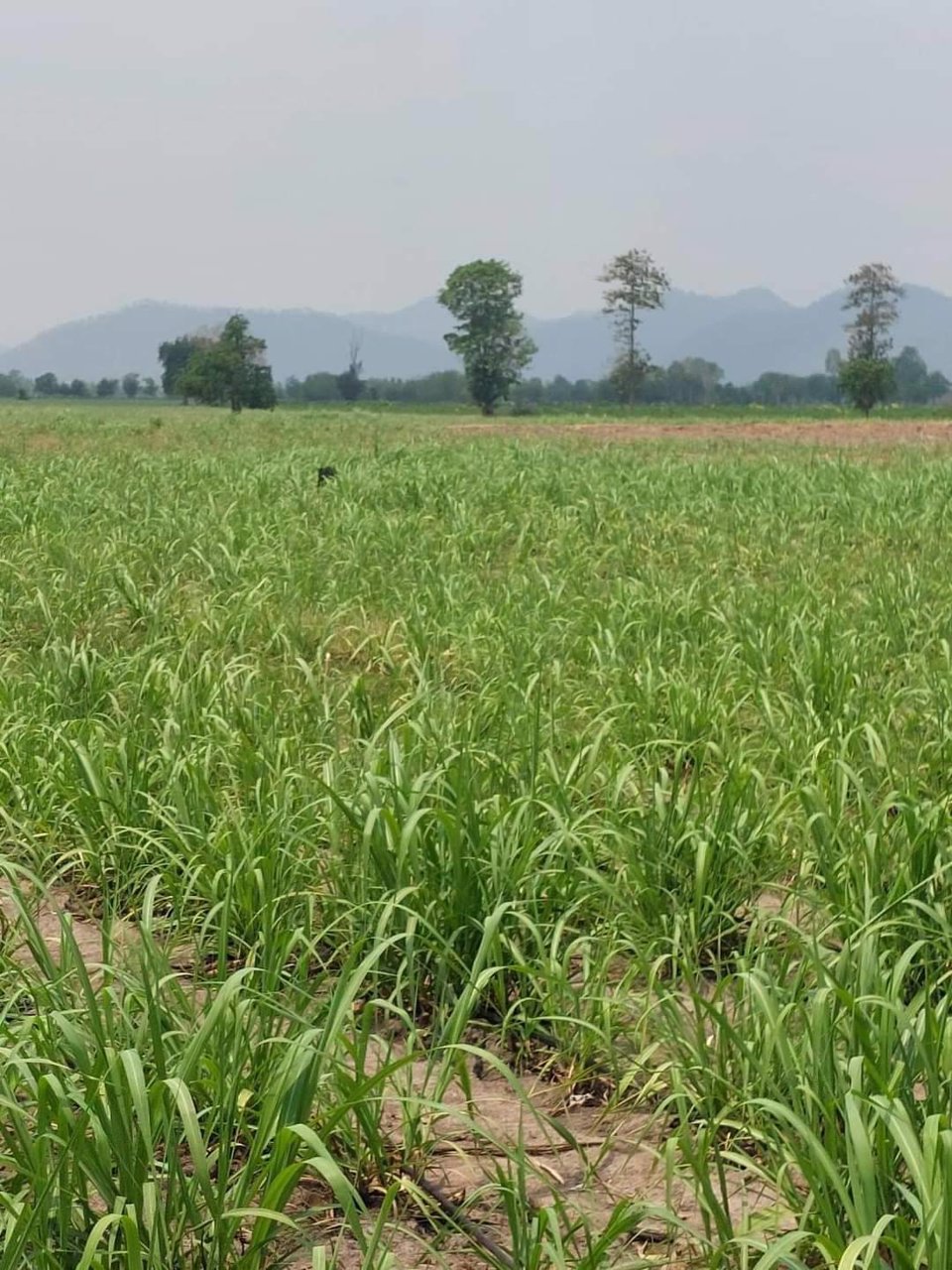 ขายที่ดิน-ราคาถูกๆ-หน้าติดสาธารณะ2ฝั่ง-ที่สวยดินดี-มีบ่อพัก