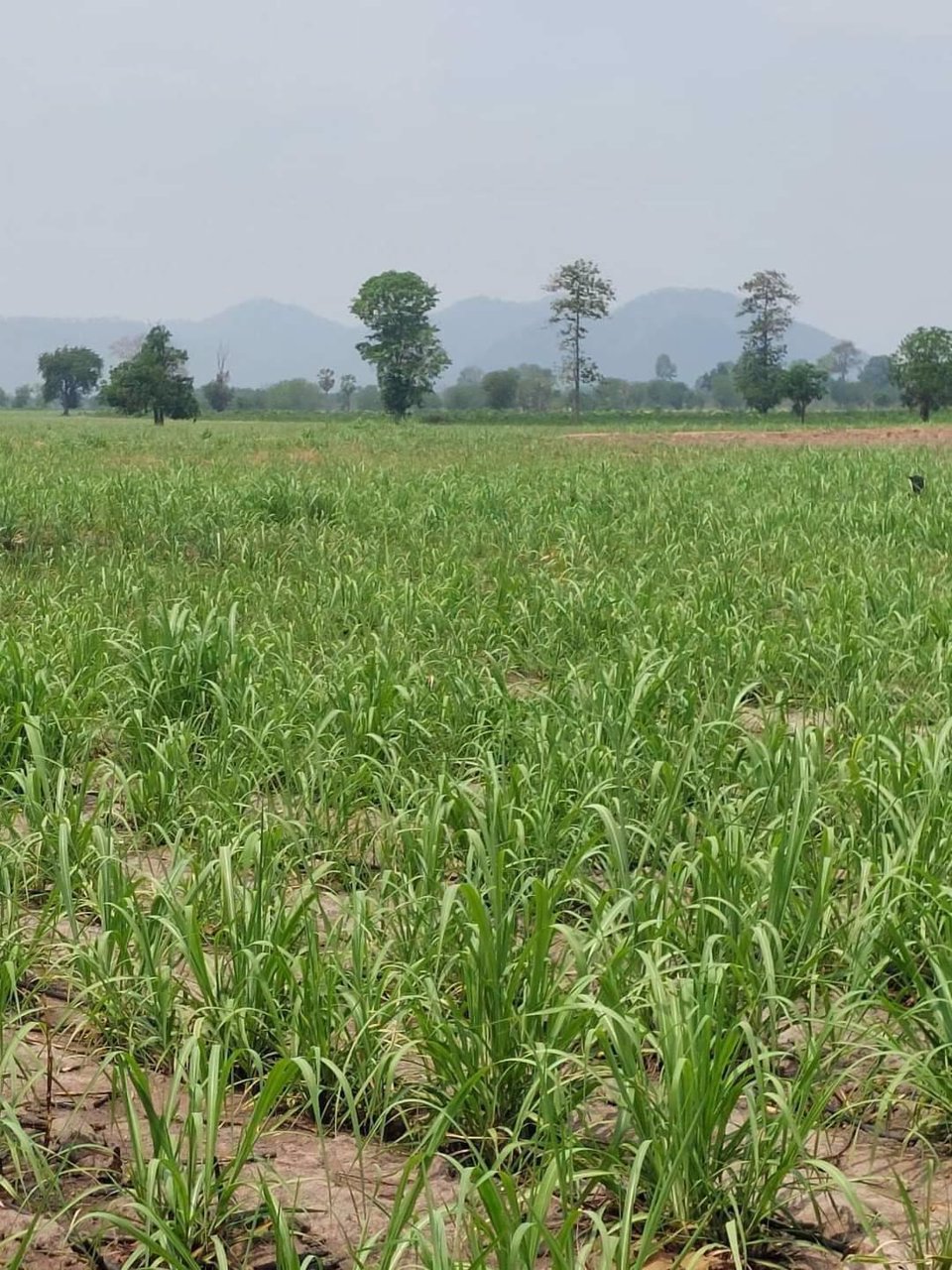 ขายที่ดิน-ราคาถูกๆ-หน้าติดสาธารณะ2ฝั่ง-ที่สวยดินดี-มีบ่อพัก