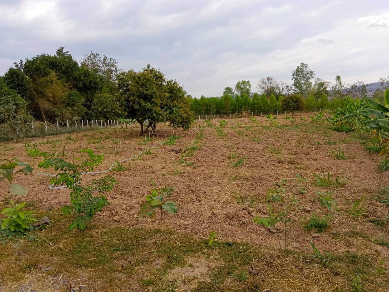 ขายที่ดินด่วน-เนื้อที่-13-ไร่-3-งาน-65-ตารางวา