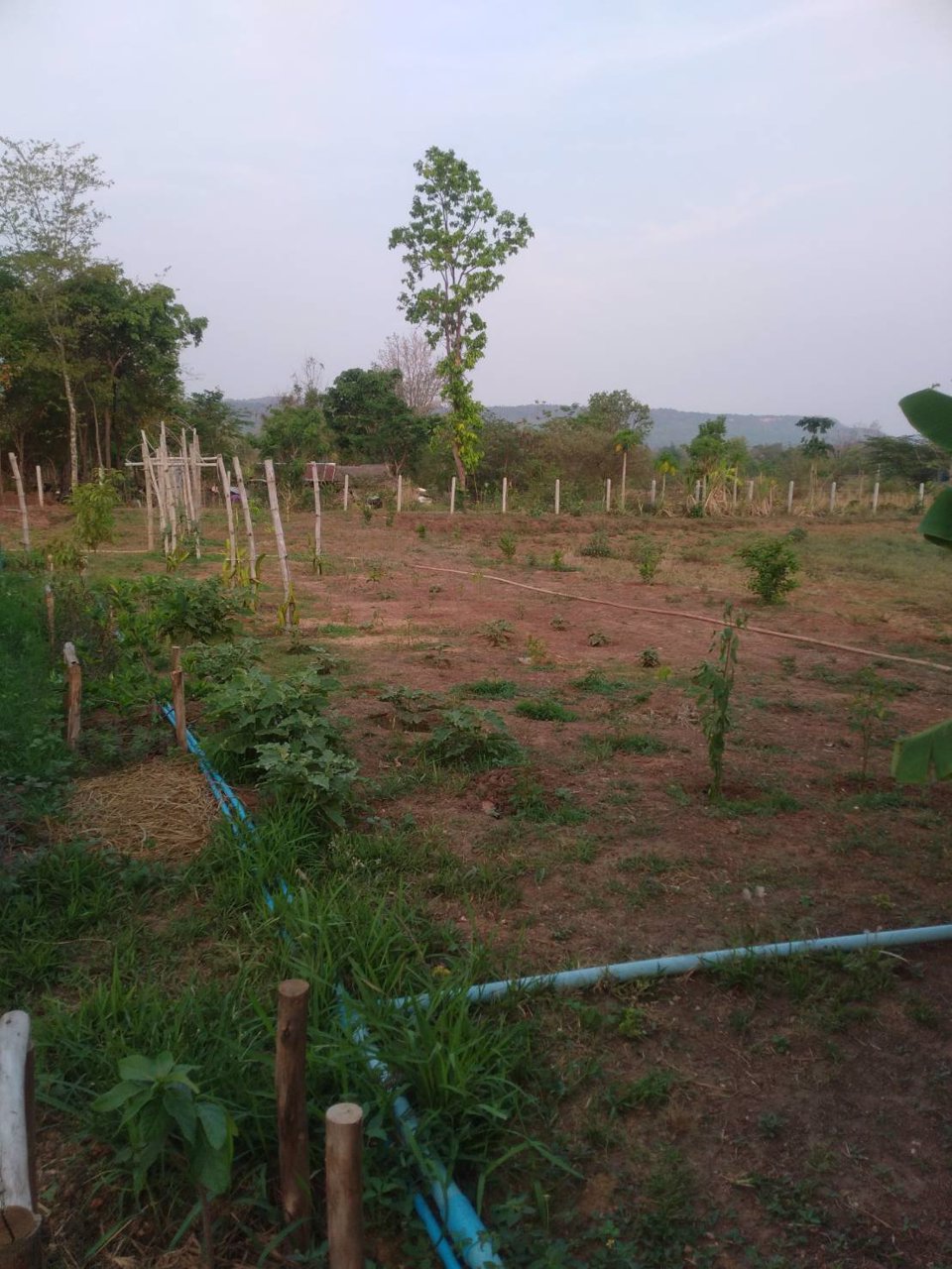 ขายที่ดินด่วน-เนื้อที่-13-ไร่-3-งาน-65-ตารางวา