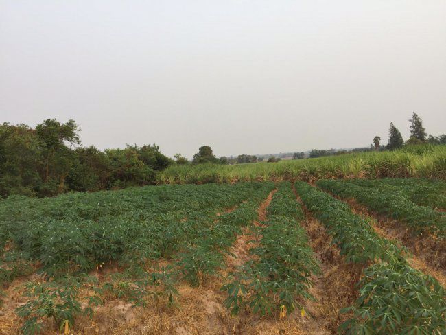 ขายที่ดินติดภูเขา-26ไร่-ตชำแระ-อโพธาราม-จราชบุรี-พร้อมบ้านใหม่