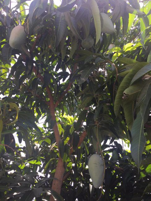 บ้านแฝด2ชั้น-5ห้อง-บ้านเดี่ยว1หลัง-เนื้อที-4ไร่-1งาน-85ตรว-อโพธาราม-จราชบุรี