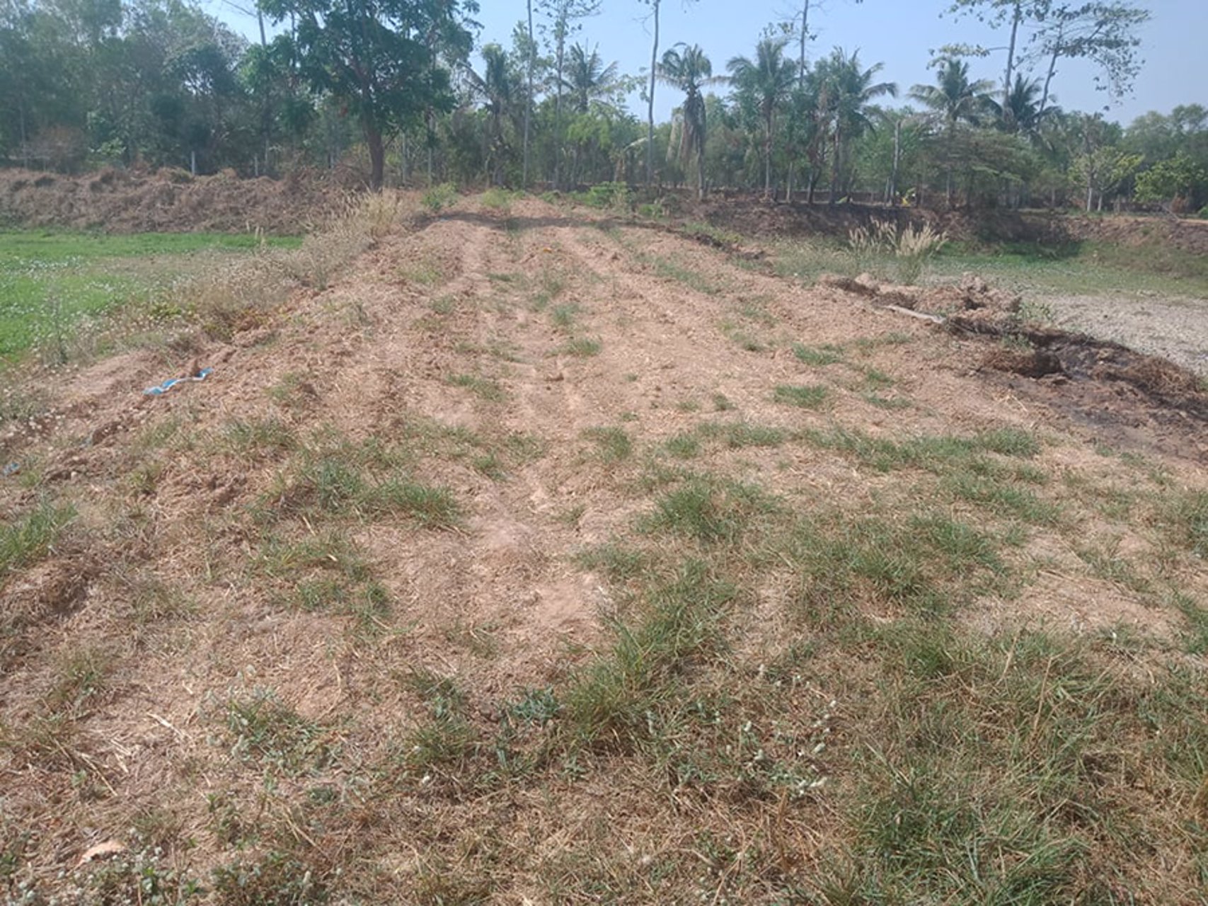 ขายที่ดินสวย-105-ไร่-เจ้าของขายเอง-อำเภอลำปลายมาศ-จังหวัดบุรีรัมย์