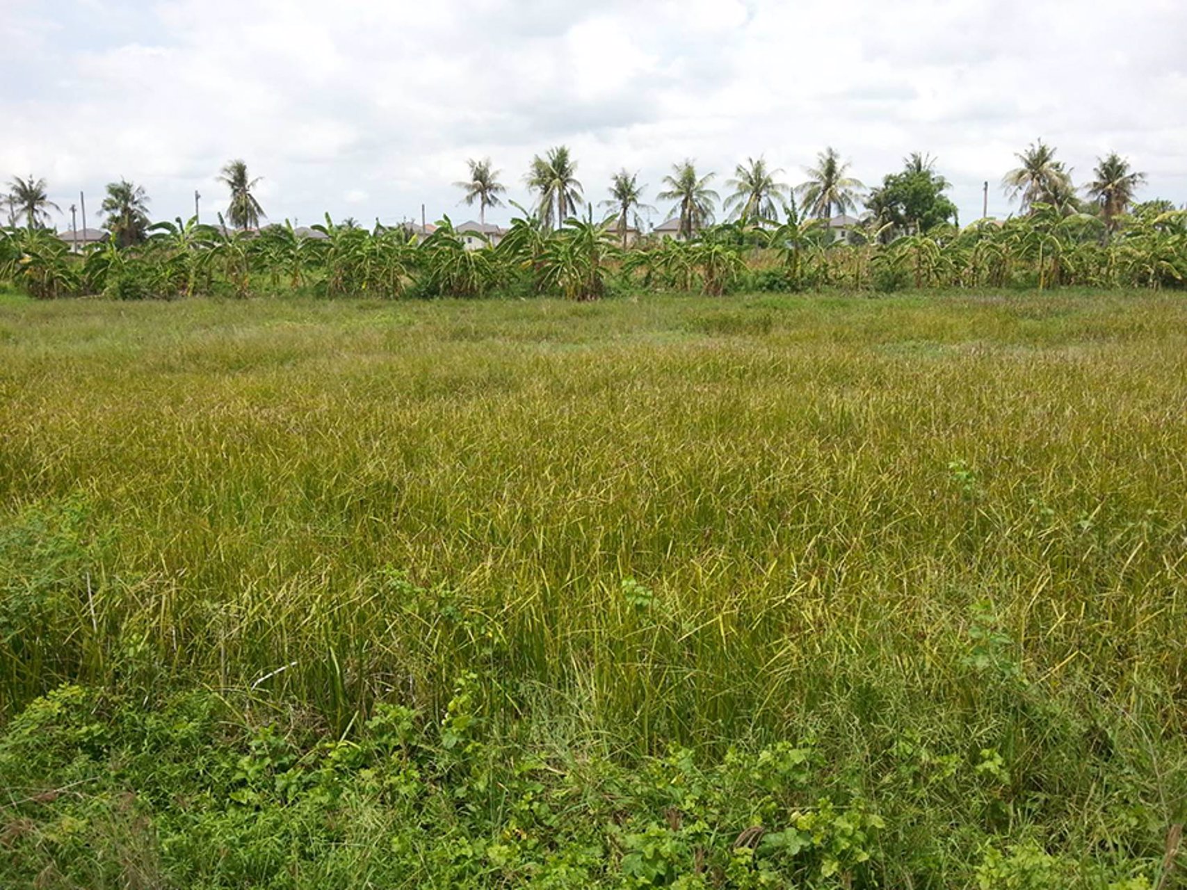 ให้เช่าที่ดินแปลงสวย-10494-ตารางวา-ใกล้สนามบินสุวรรณภูมิ-โทร-089-5189595