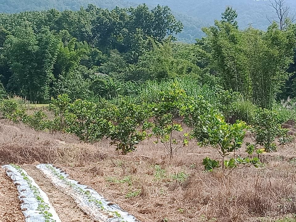 ขายที่ดินเพื่อการเกษตร-นาข้าว-รถสามารถผ่านเข้าออกได้-อำเภอเชียงกลาง-จังหวัดน่าน-โทร-0833214381