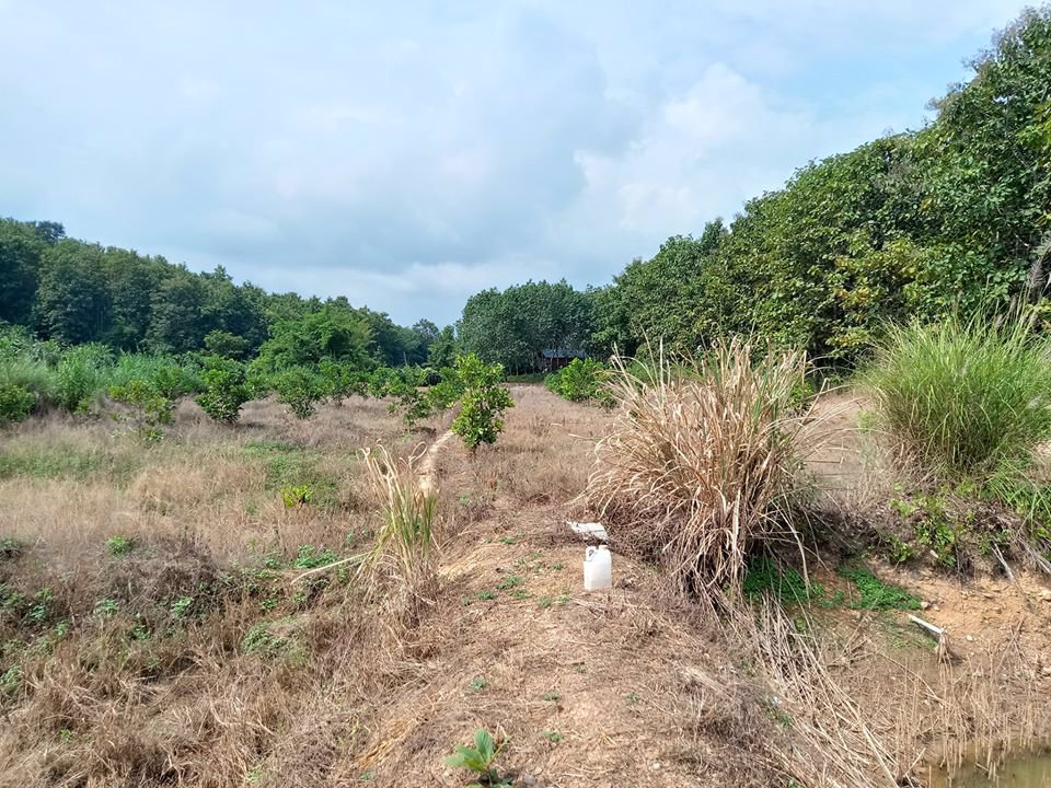 ขายที่ดินเพื่อการเกษตร-นาข้าว-รถสามารถผ่านเข้าออกได้-อำเภอเชียงกลาง-จังหวัดน่าน-โทร-0833214381