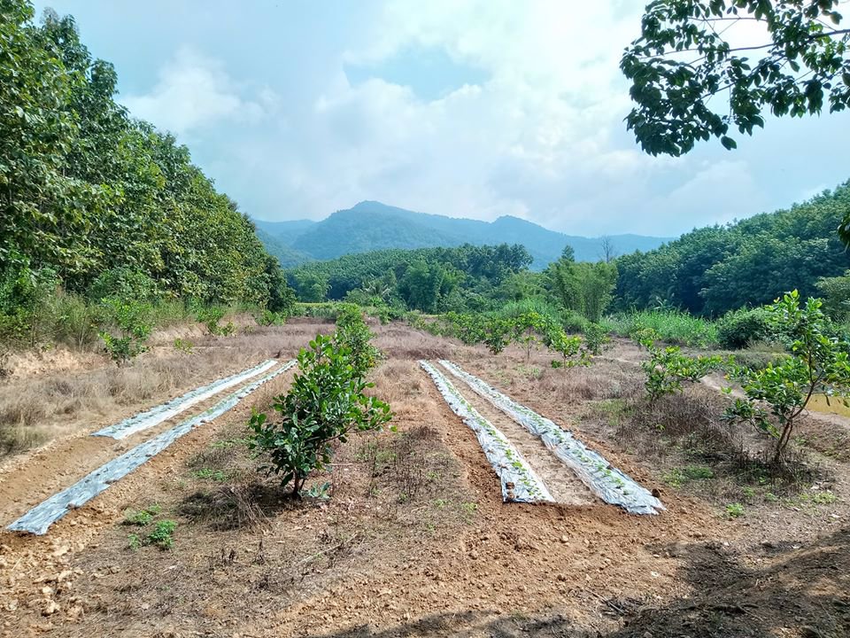 ขายที่ดินเพื่อการเกษตร-นาข้าว-รถสามารถผ่านเข้าออกได้-อำเภอเชียงกลาง-จังหวัดน่าน-โทร-0833214381