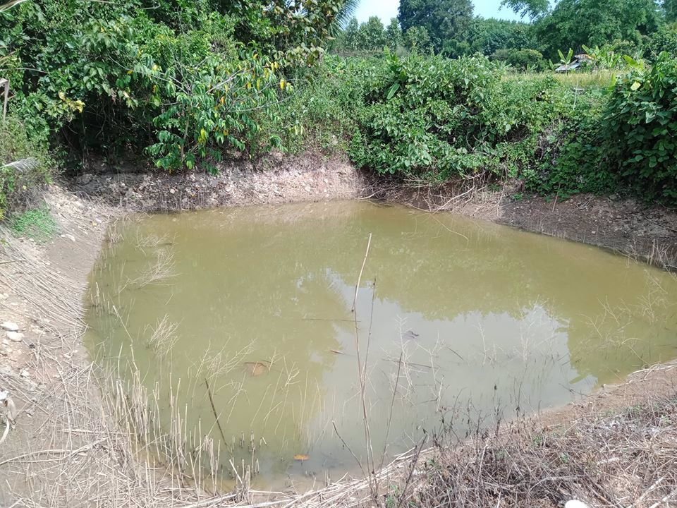 ขายที่ดินเพื่อการเกษตร-นาข้าว-รถสามารถผ่านเข้าออกได้-อำเภอเชียงกลาง-จังหวัดน่าน-โทร-0833214381