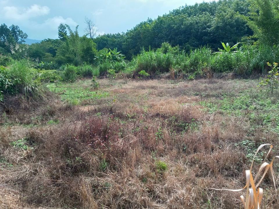 ขายที่ดินเพื่อการเกษตร-นาข้าว-รถสามารถผ่านเข้าออกได้-อำเภอเชียงกลาง-จังหวัดน่าน-โทร-0833214381