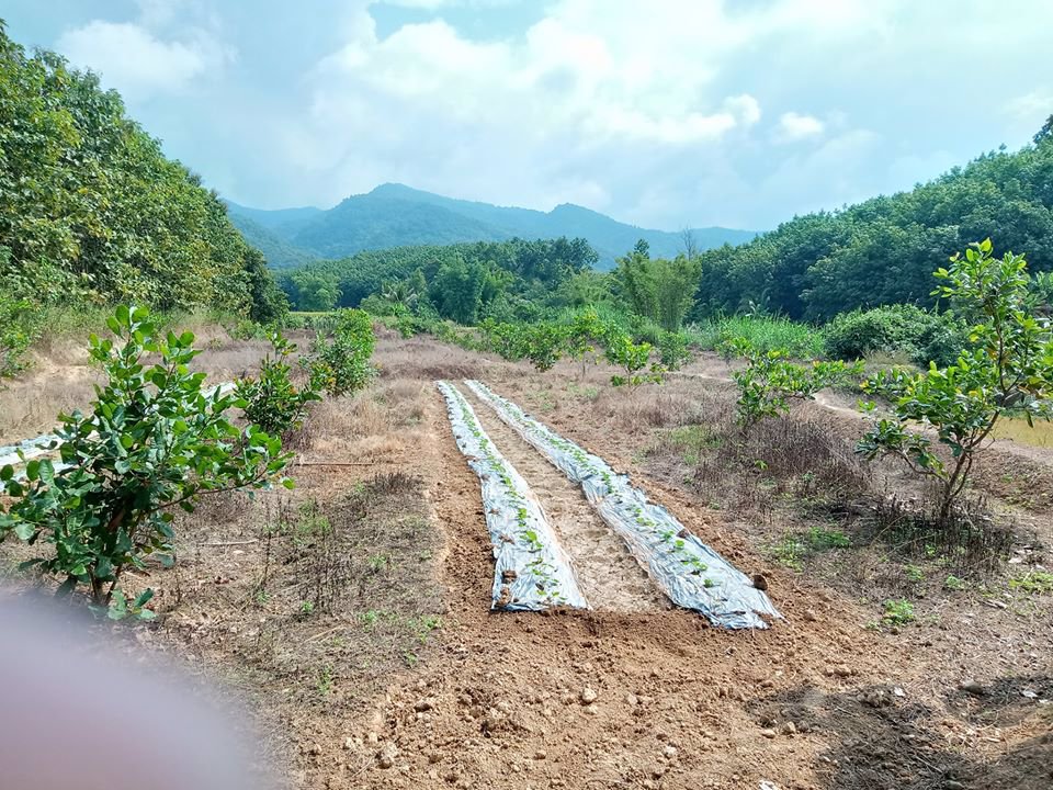 ขายที่ดินเพื่อการเกษตร-นาข้าว-รถสามารถผ่านเข้าออกได้-อำเภอเชียงกลาง-จังหวัดน่าน-โทร-0833214381