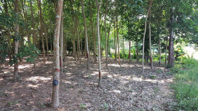 ขายที่ดินระยอง-อำเภอแกลง-เนื้อที่-3-ไร่-ใกล้แหลมแม่พิมพ์-ใกล้หาดสวนสน