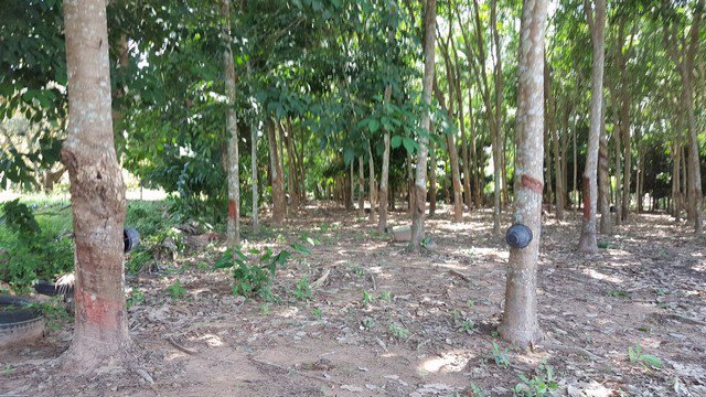 ขายที่ดินระยอง-อำเภอแกลง-เนื้อที่-3-ไร่-ใกล้แหลมแม่พิมพ์-ใกล้หาดสวนสน