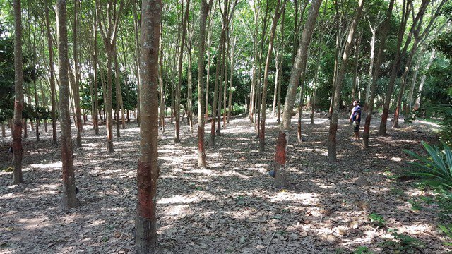 ขายที่ดินระยอง-อำเภอแกลง-เนื้อที่-3-ไร่-ใกล้แหลมแม่พิมพ์-ใกล้หาดสวนสน