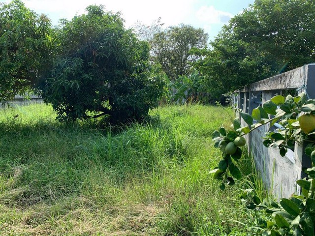 ที่ดินรามอินทรา58-ทำเลดี-เนื้อที่-76-ตรว-ใกล้รถไฟฟ้า-ใกล้แฟชั่นไอซ์แลนด์