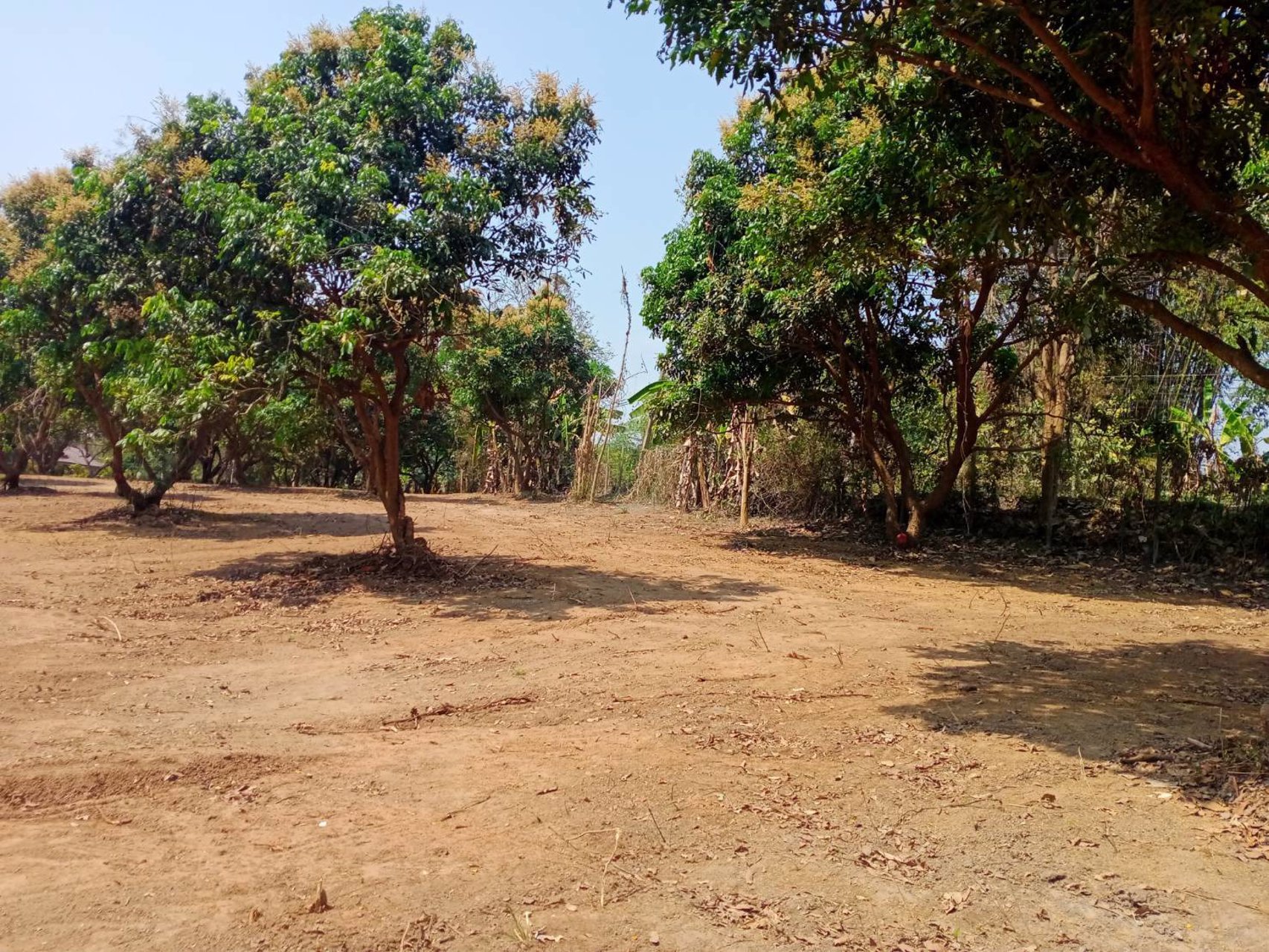 ขายที่ดินแม่โป่ง-อำเภอดอยสะเก็ดเชียงใหม่-7-2-3-ไร่-ติดถนน-2ด้าน-ใกล้วัดแม่ฮ่องไคร้