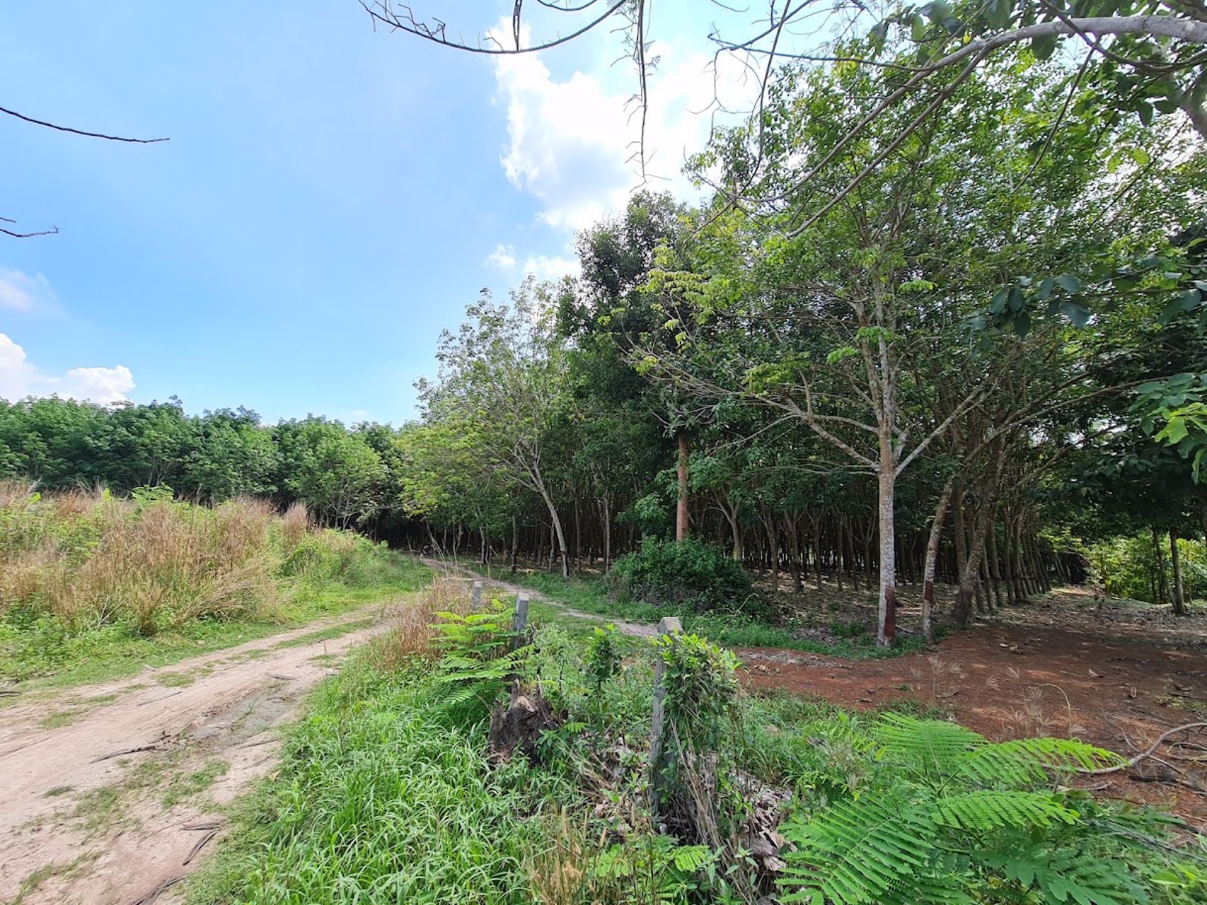 ขายที่ดินเขต-ecc-ที่ดินสวยมีสวนยาง-12-0-23-ไร่-ถนนสาย-331-อำเภอสนามชัยเขต-ฉะเชิงเทรา