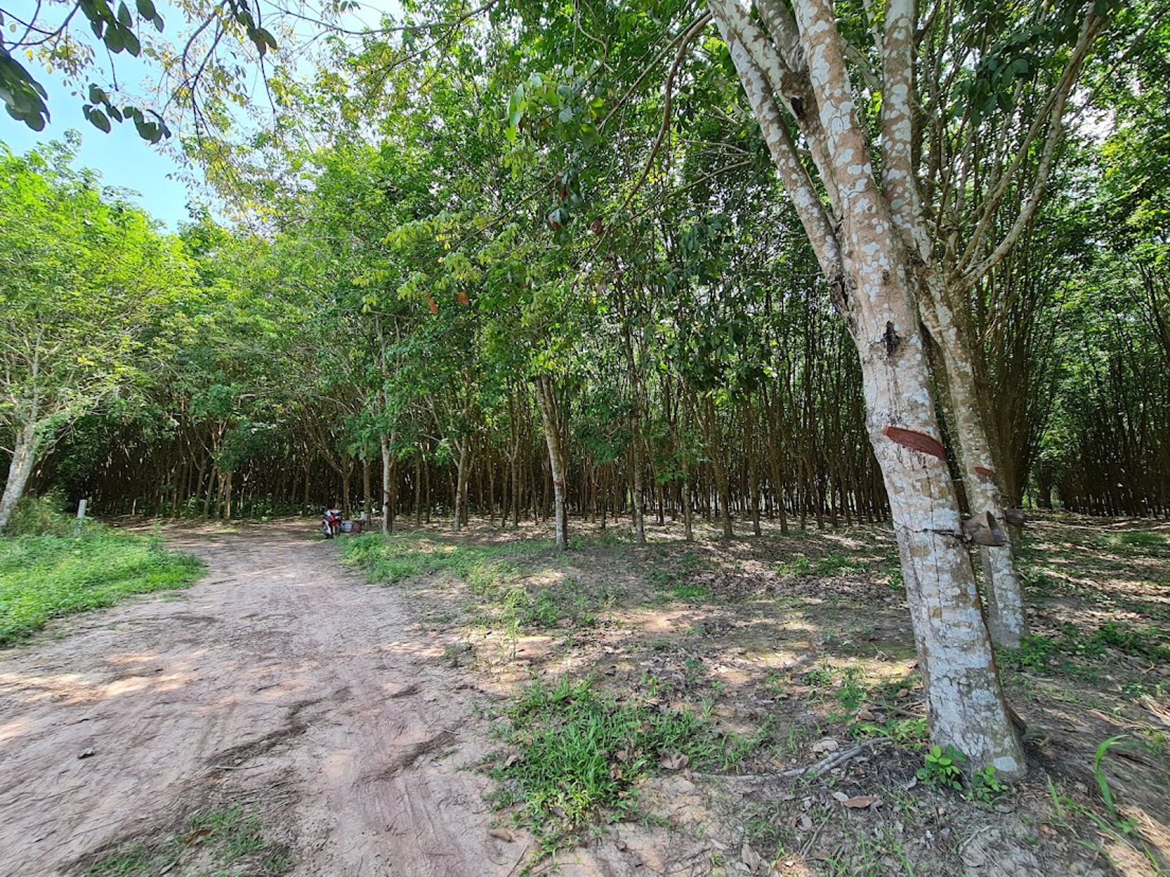 ขายที่ดินเขต-ecc-ที่ดินสวยมีสวนยาง-12-0-23-ไร่-ถนนสาย-331-อำเภอสนามชัยเขต-ฉะเชิงเทรา