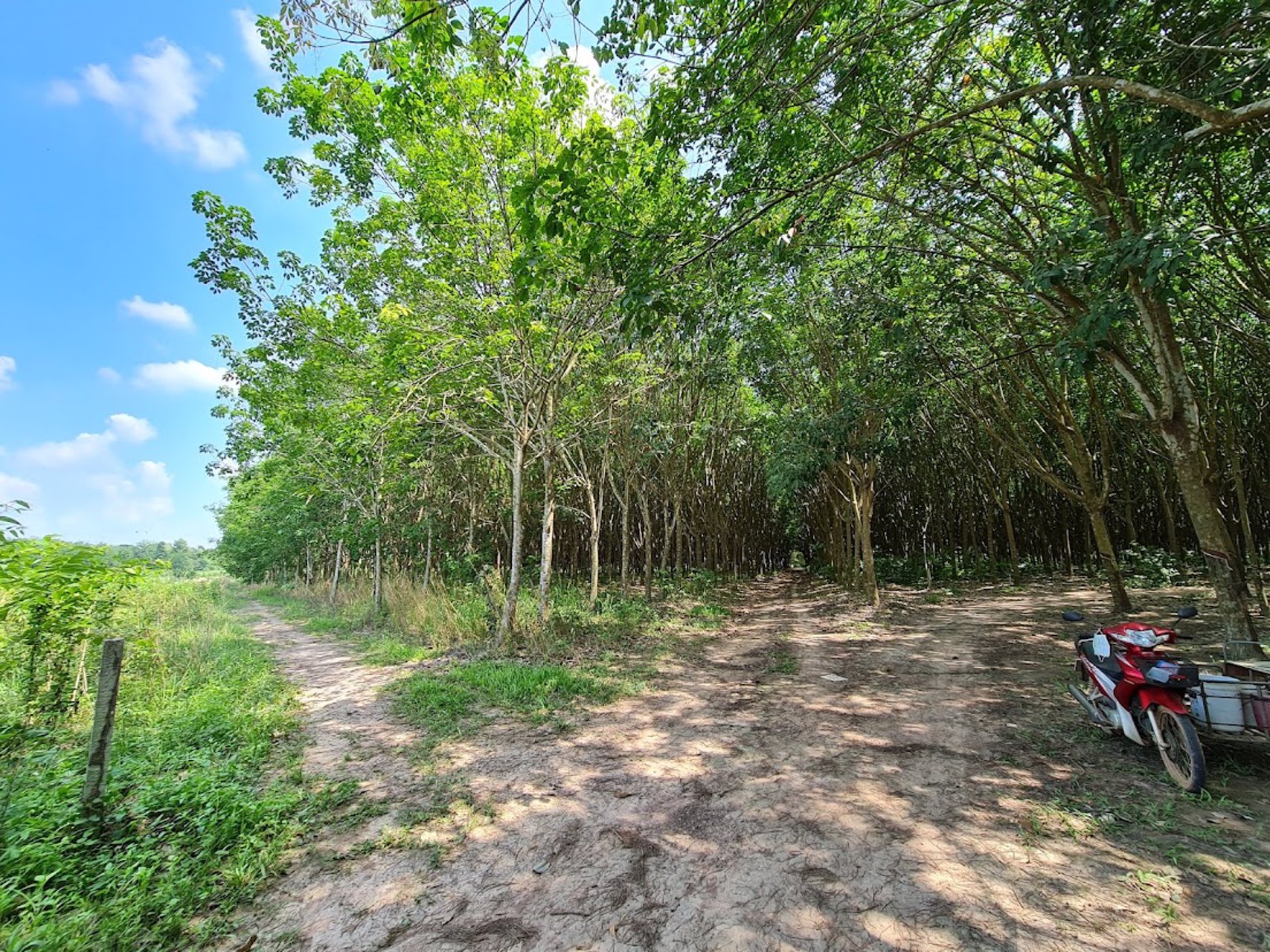 ขายที่ดินเขต-ecc-ที่ดินสวยมีสวนยาง-12-0-23-ไร่-ถนนสาย-331-อำเภอสนามชัยเขต-ฉะเชิงเทรา