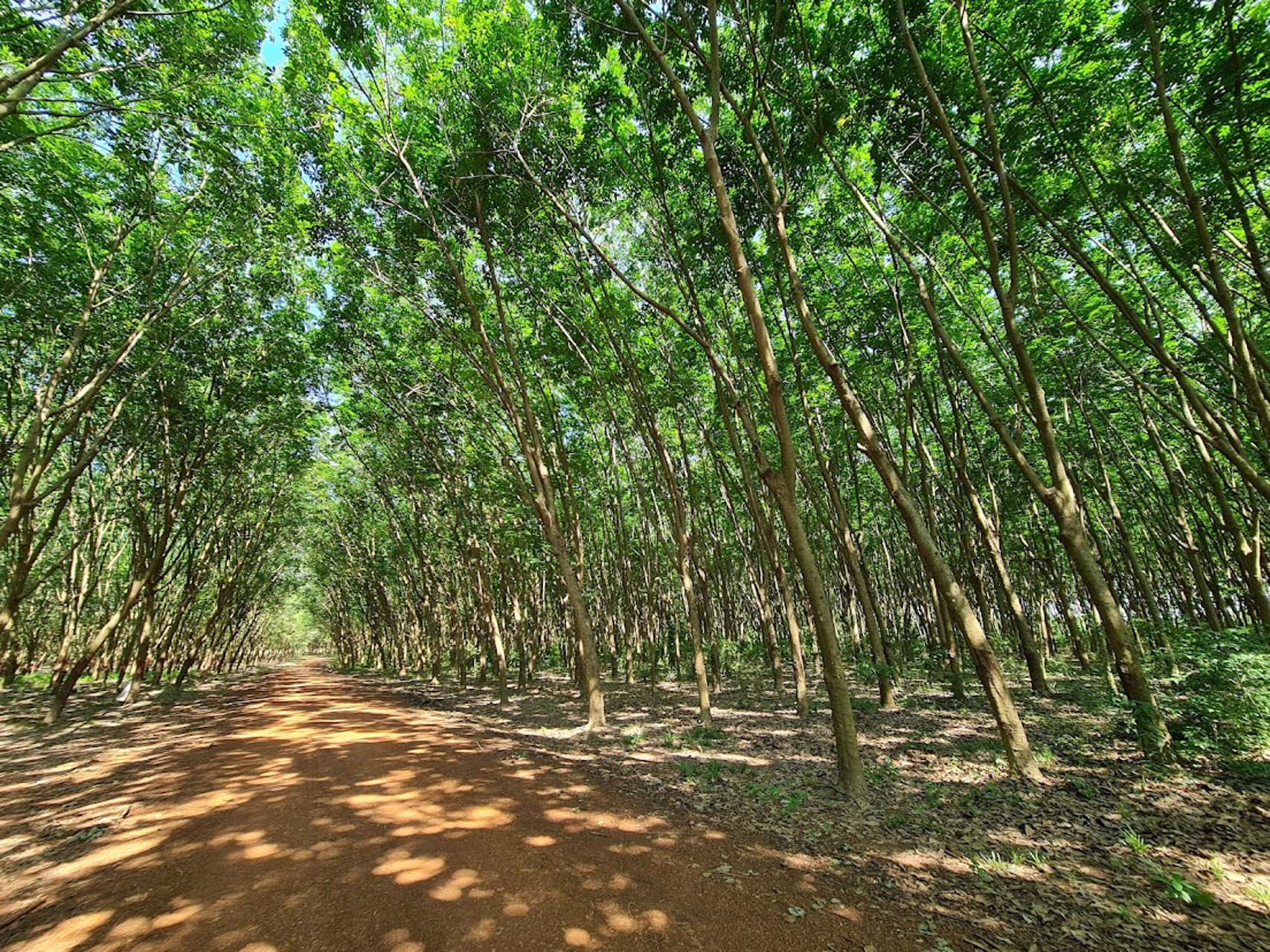 ขายที่ดินเขต-ecc-ที่ดินมีสวนยาง-29-2-52-ไร่-ถนนสาย331-อำเภอสนามชัยเขต-ฉะเชิงเทรา