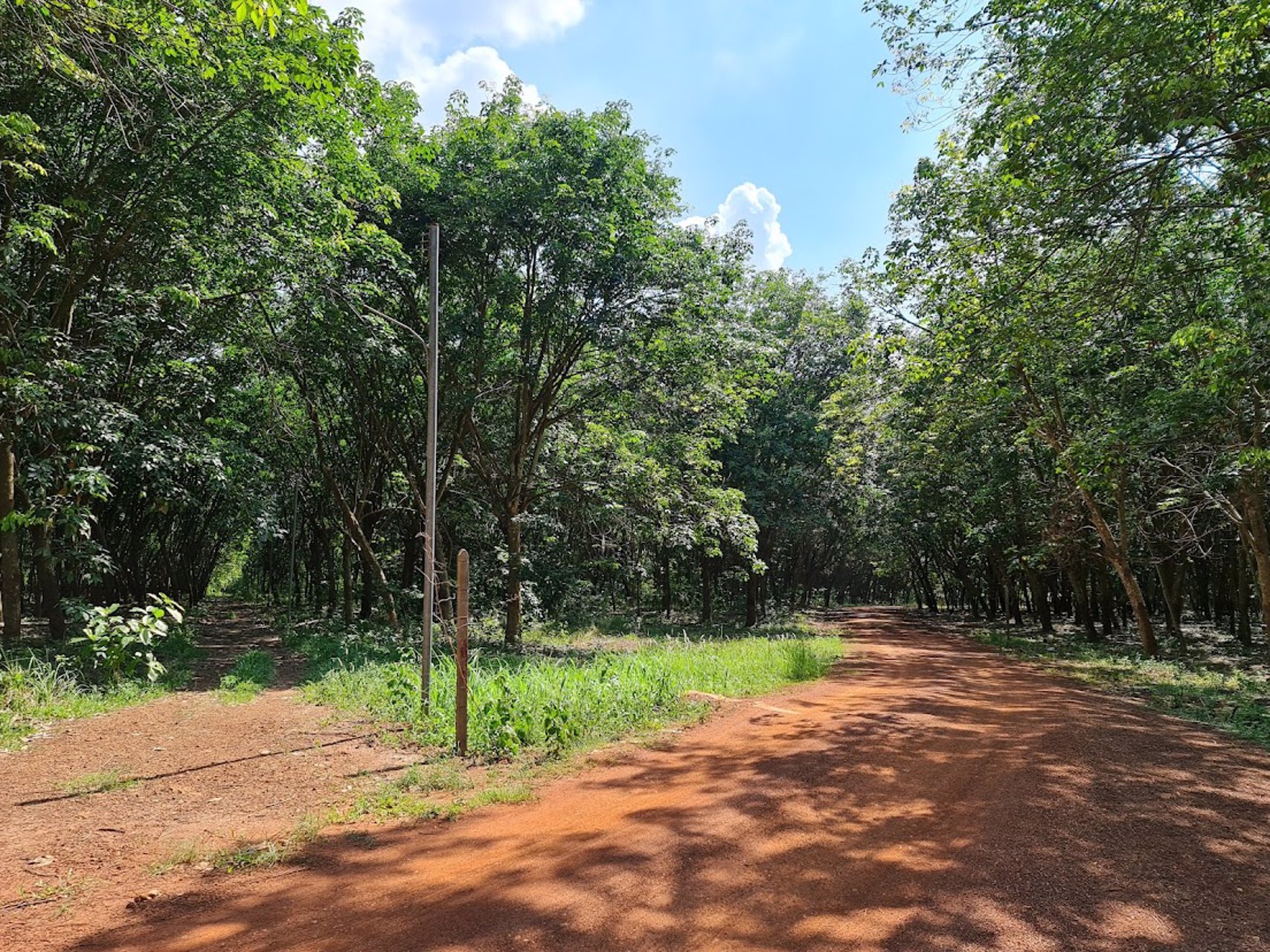 ขายที่ดินเขต-ecc-ที่ดินมีสวนยาง-29-2-52-ไร่-ถนนสาย331-อำเภอสนามชัยเขต-ฉะเชิงเทรา