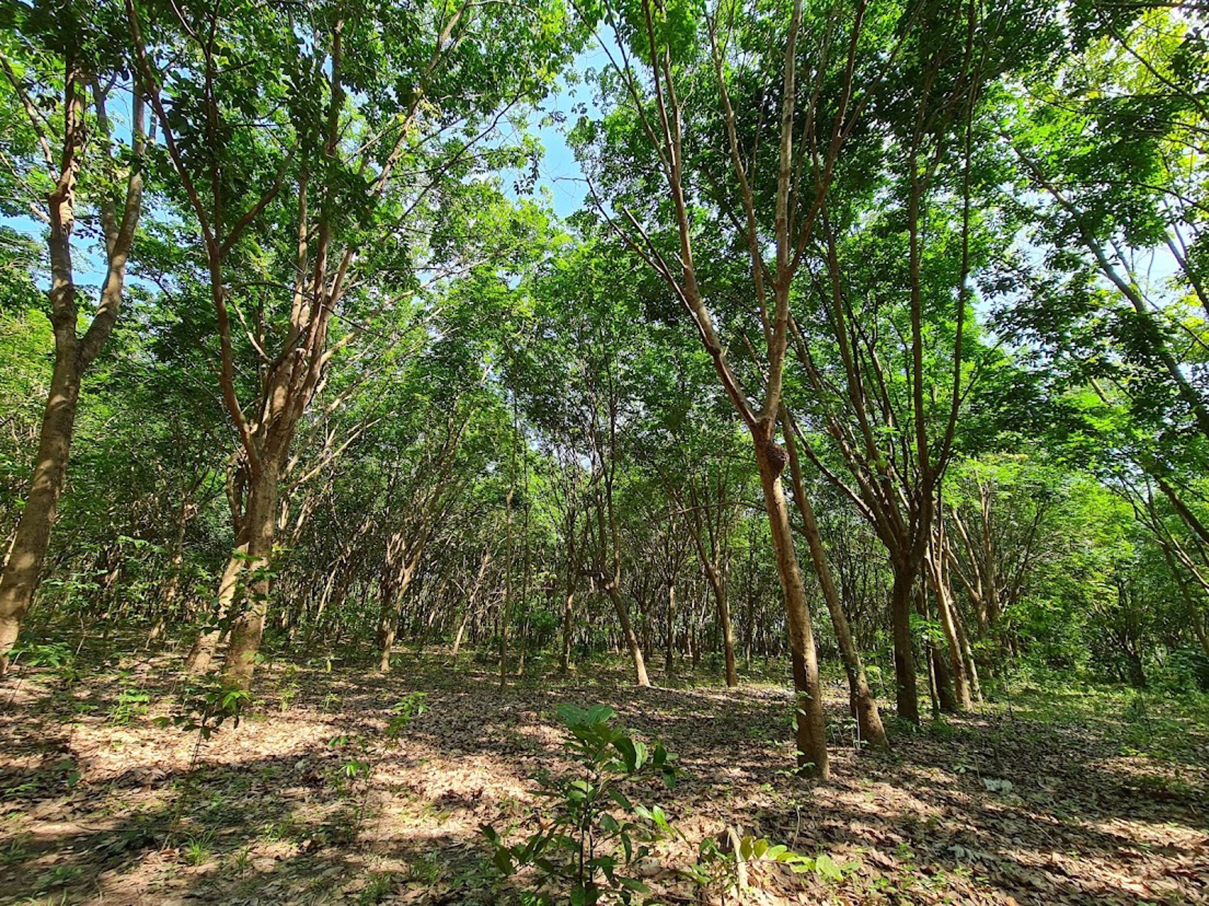 ขายที่ดินเขต-ecc-ที่ดินมีสวนยาง-29-2-52-ไร่-ถนนสาย331-อำเภอสนามชัยเขต-ฉะเชิงเทรา