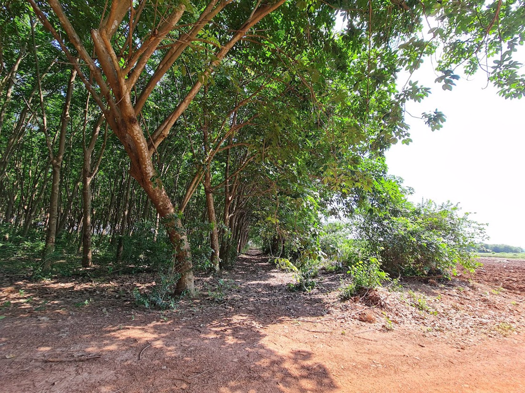 ขายที่ดินเขต-ecc-ที่ดินมีสวนยาง-29-2-52-ไร่-ถนนสาย331-อำเภอสนามชัยเขต-ฉะเชิงเทรา