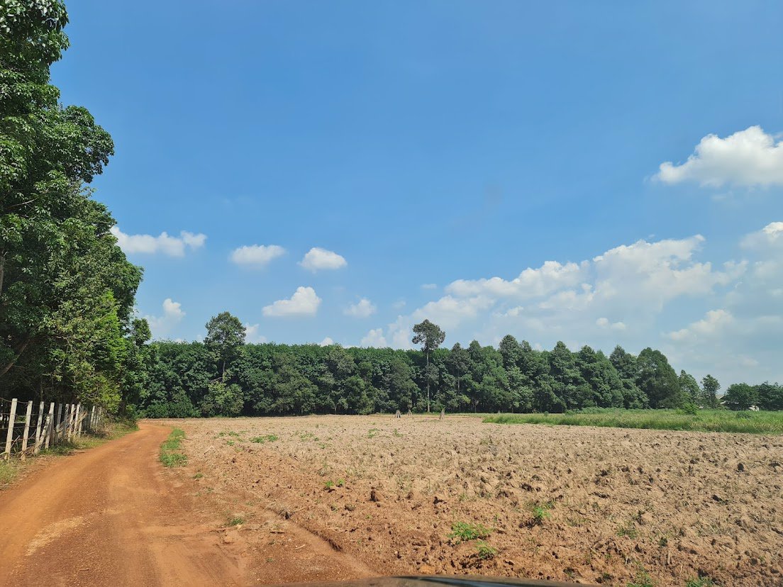 ขายที่ดินเขต-ecc-ที่ดินมีสวนยาง-29-2-52-ไร่-ถนนสาย331-อำเภอสนามชัยเขต-ฉะเชิงเทรา