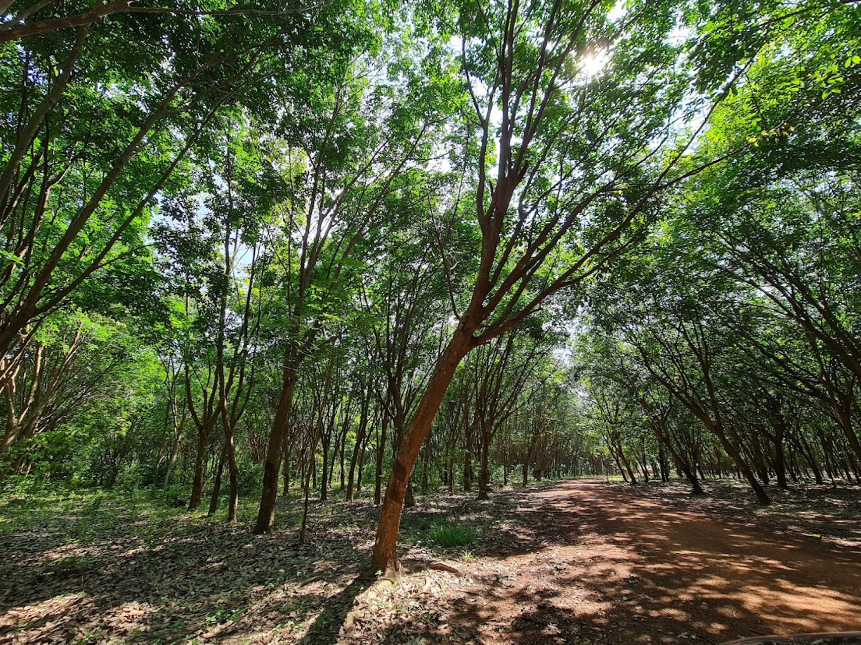 ขายที่ดินเขต-ecc-ที่ดินมีสวนยาง-29-2-52-ไร่-ถนนสาย331-อำเภอสนามชัยเขต-ฉะเชิงเทรา