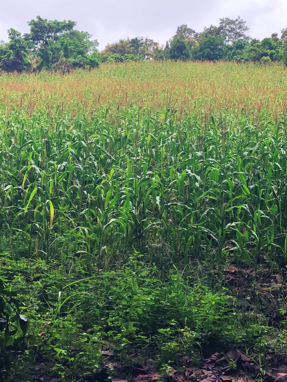 ขายที่ดินสวยจังหวัดน่านติดแม่น้ำน่าน-มีแอ่งน้ำในที่ดิน-วิวเนินเขามีป่าไม้หลากหลายพันธ์