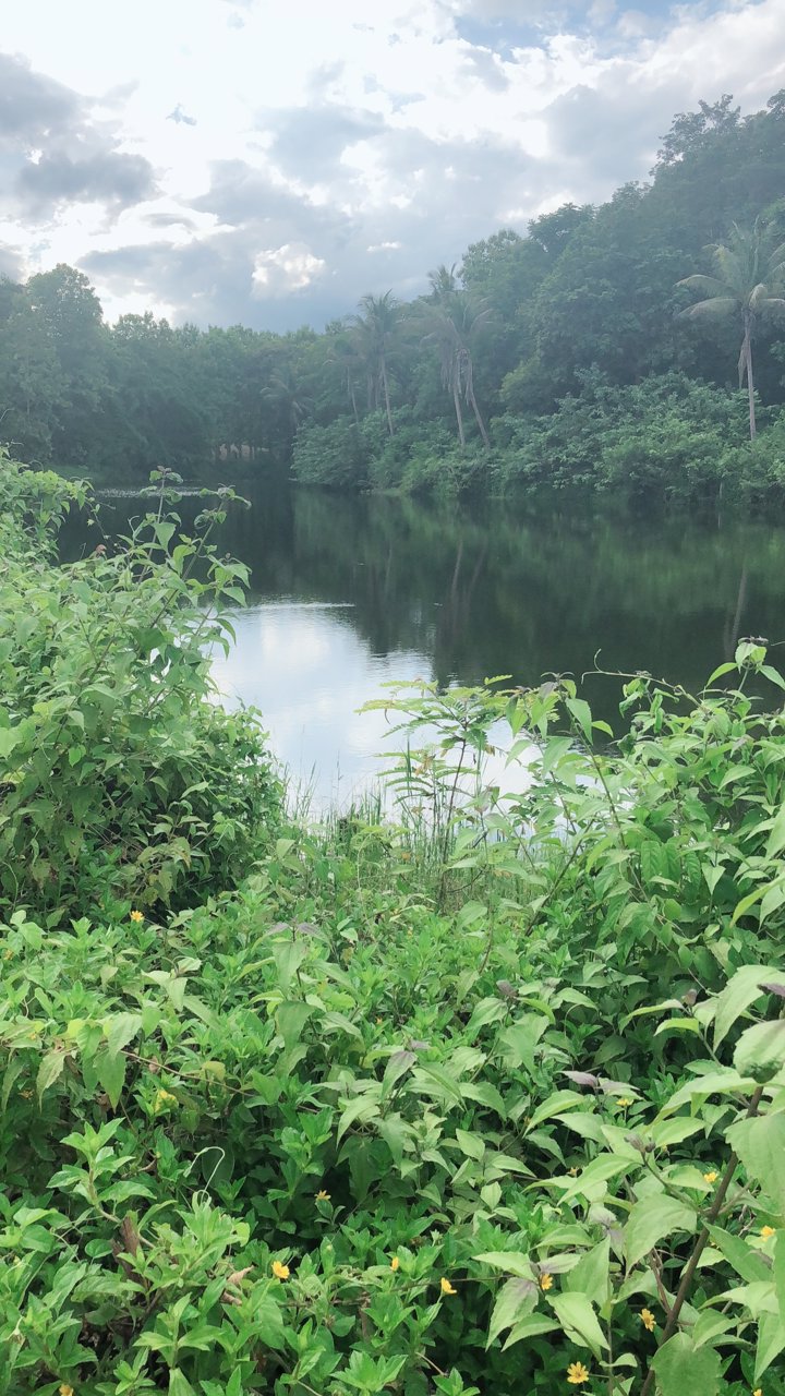 ขายที่ดินสวยจังหวัดน่านติดแม่น้ำน่าน-มีแอ่งน้ำในที่ดิน-วิวเนินเขามีป่าไม้หลากหลายพันธ์