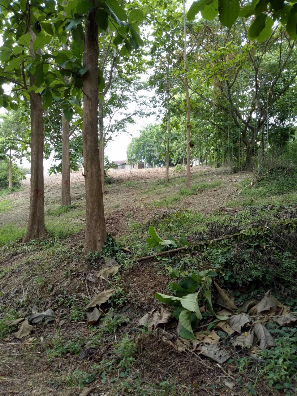 ขายที่ดินสวยจังหวัดน่านติดแม่น้ำน่าน-มีแอ่งน้ำในที่ดิน-วิวเนินเขามีป่าไม้หลากหลายพันธ์