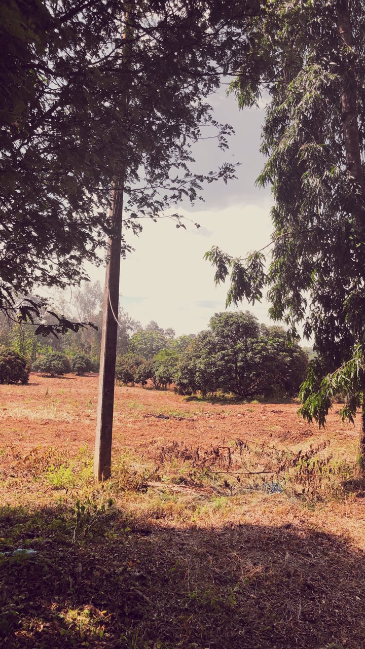 ขายที่ดินสวยจังหวัดน่านติดแม่น้ำน่าน-มีแอ่งน้ำในที่ดิน-วิวเนินเขามีป่าไม้หลากหลายพันธ์