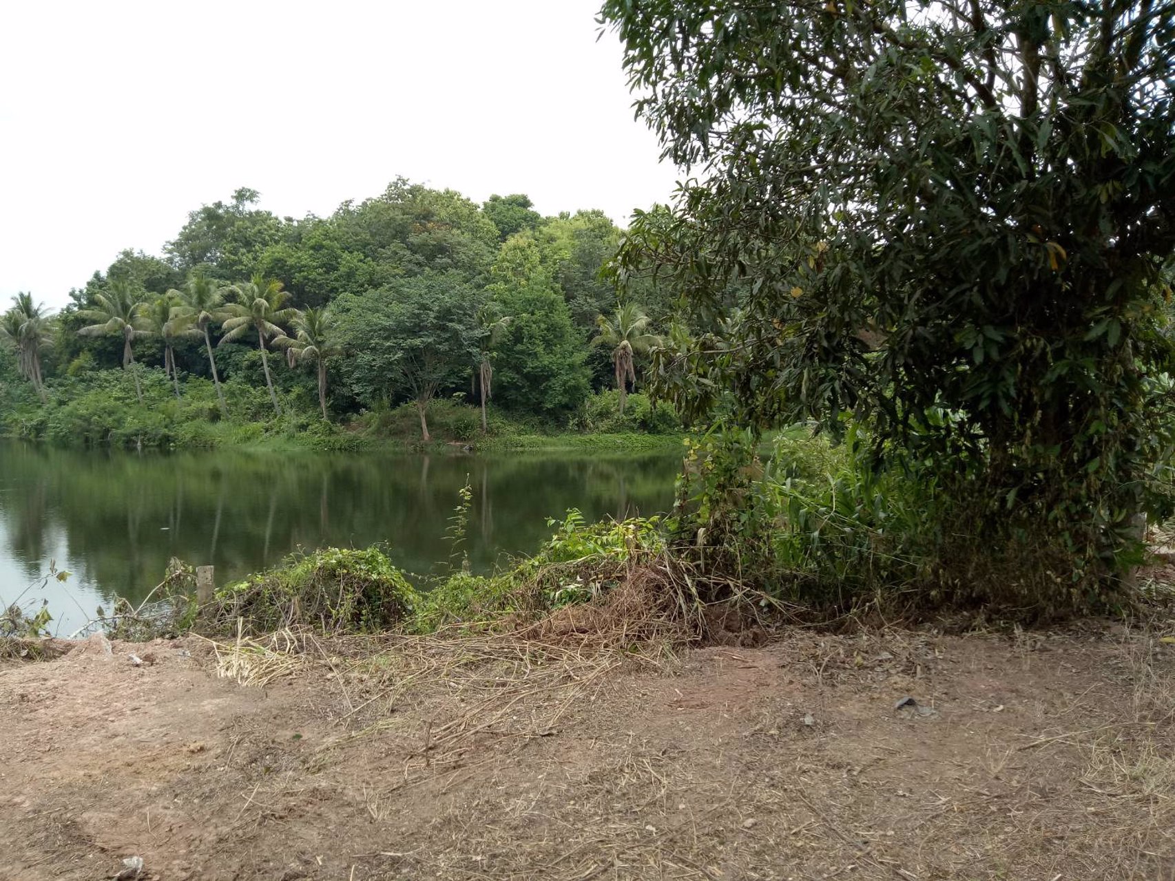 ขายที่ดินสวยจังหวัดน่านติดแม่น้ำน่าน-มีแอ่งน้ำในที่ดิน-วิวเนินเขามีป่าไม้หลากหลายพันธ์