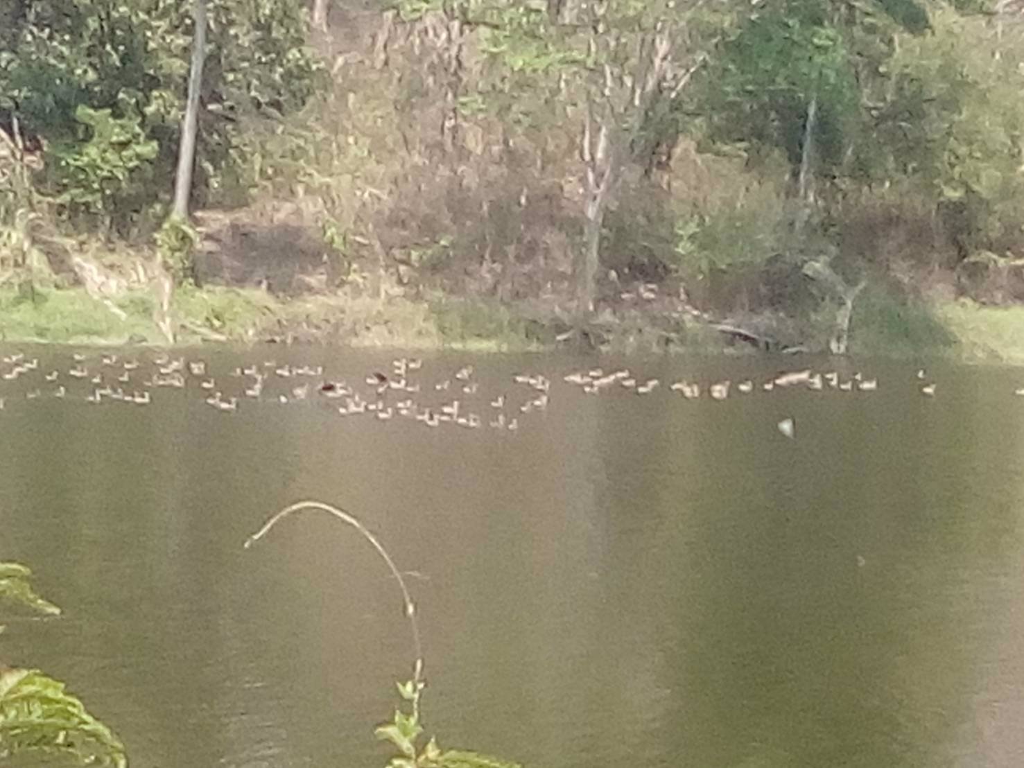 ขายที่ดินสวยจังหวัดน่านติดแม่น้ำน่าน-มีแอ่งน้ำในที่ดิน-วิวเนินเขามีป่าไม้หลากหลายพันธ์