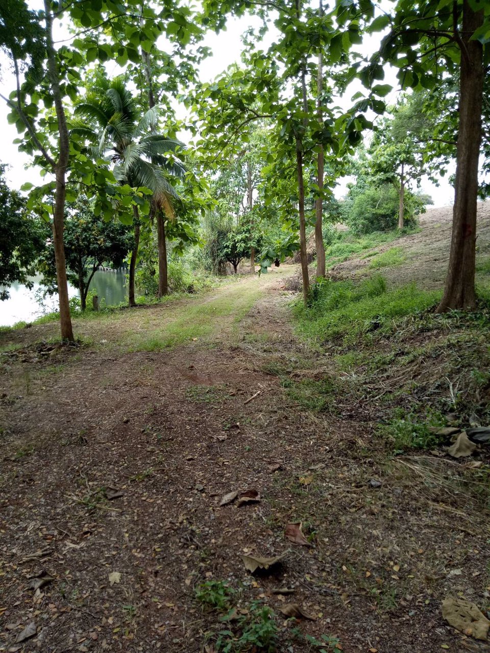 ขายที่ดินสวยจังหวัดน่านติดแม่น้ำน่าน-มีแอ่งน้ำในที่ดิน-วิวเนินเขามีป่าไม้หลากหลายพันธ์