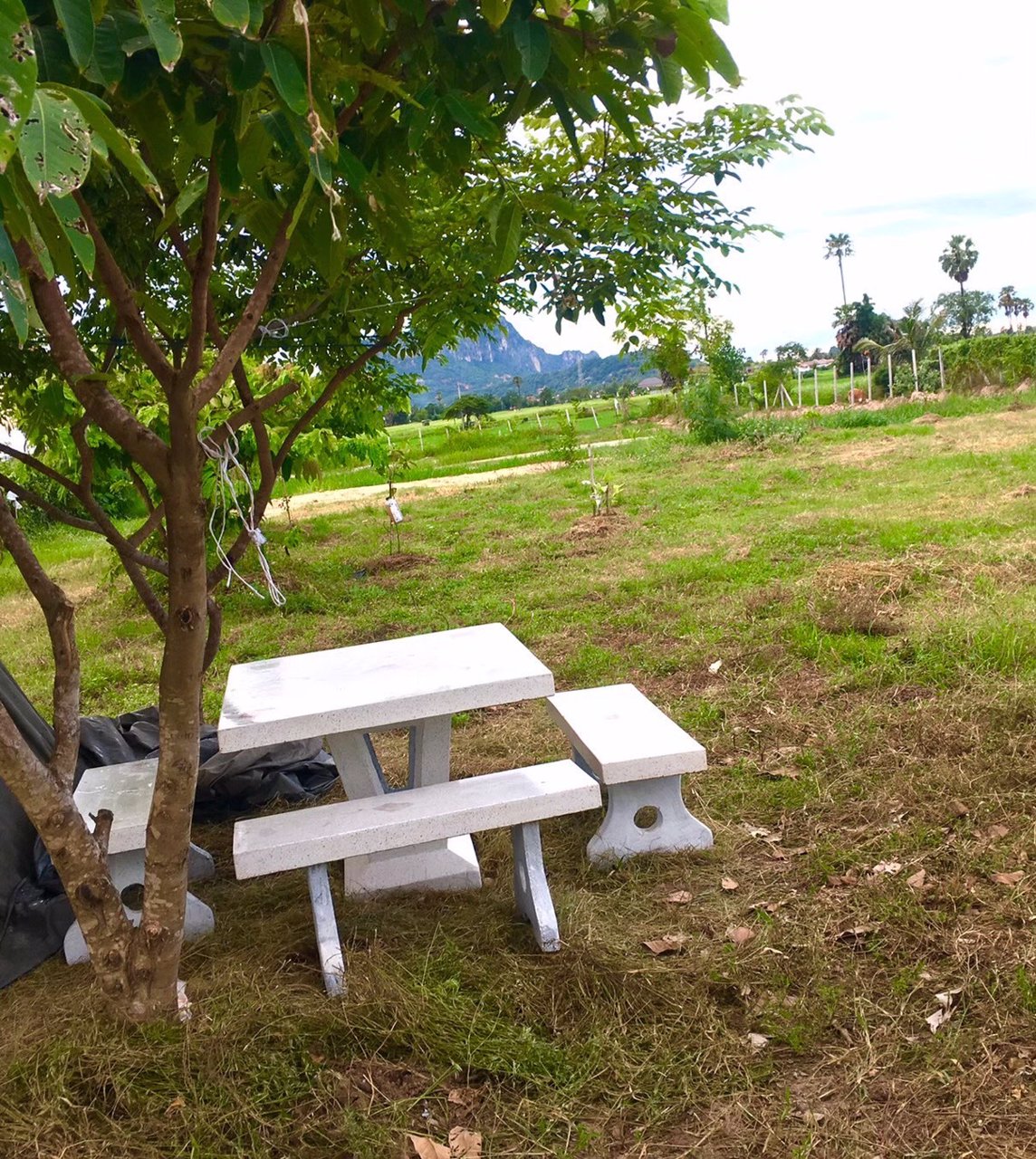 ขายที่โฉนดวิวเขา-ท้องทุ่งในชุมชนหลังตลาด-อ-ชะอำ-จ-เพชรบุรี