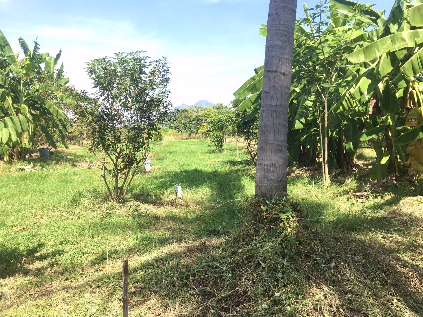 ขายที่โฉนดวิวเขา-ท้องทุ่งในชุมชนหลังตลาด-อ-ชะอำ-จ-เพชรบุรี